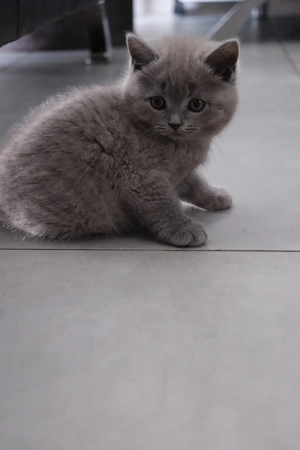   2 BKH Kitten 
