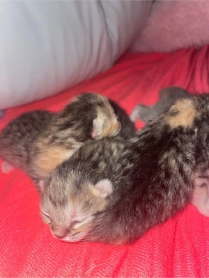 BKH kitten 
