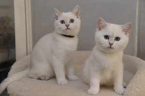 Wunderschöne BKH Kitten m. Stammbaum, 2x geimipft, Gesundheitszeugnis