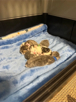 Britisch Kurzhaar Kitten   