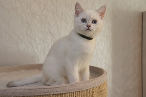 Wunderschöne BKH Kitten m. Stammbaum, 2x geimipft, Gesundheitszeugnis Bild 4