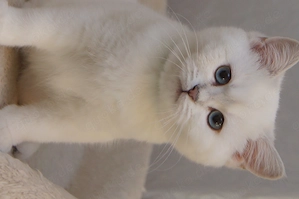 Wunderschöne BKH Kitten m. Stammbaum, 2x geimipft, Gesundheitszeugnis Bild 3