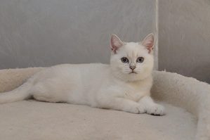 Wunderschöne BKH Kitten m. Stammbaum, 2x geimipft, Gesundheitszeugnis Bild 5