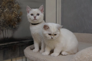 Wunderschöne BKH Kitten m. Stammbaum, 2x geimipft, Gesundheitszeugnis Bild 2