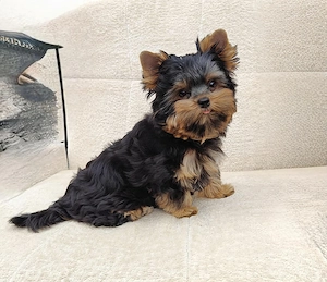 YorkshireTerrier-WELPE mit Ahnenpass