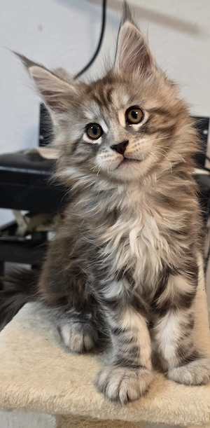 Maine Coon Kitten Schwarz-Silber-Tabby mit Stammbaum, 2x geimpft und gechipt