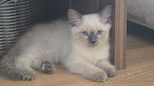 Siam Katze Kitten 
