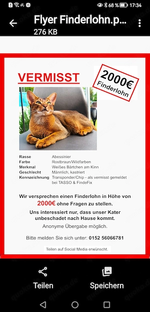 Abessinier Kater vermisst Finderlohn 2000 Euro! Augen auf! 