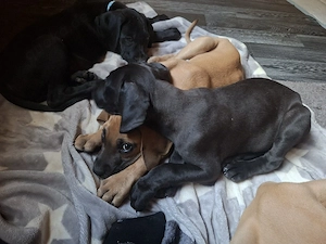 reinrassige deutsche Doggenwelpen