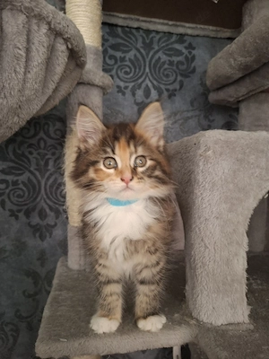 XL Maine Coon Kitten nur noch 2 Kater + 1 Katze