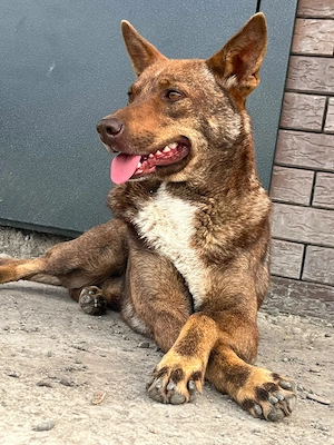 Sammy - vom Straßenhund zum hoffnungsvollen Familienhund