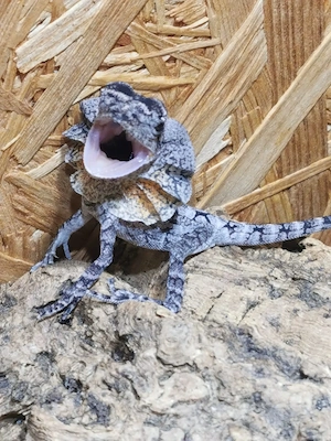 KRAGENECHSEN - Chlamydosaurus kingii (Australische Form)