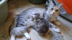 Maine-Coon-Kitten suchen neuen Spielplatz