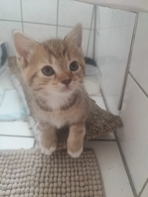 Siam, ragdoll, bkh kitten 