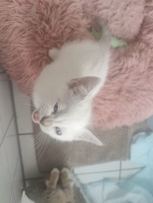 Siam, ragdoll, bkh kitten 