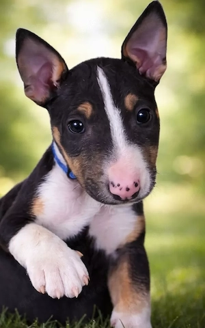 Miniature Bullterrier Welpen mit Ahnentafel