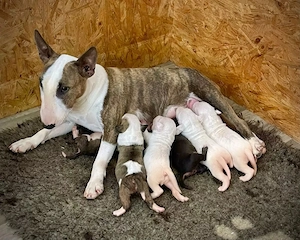 Bezaubernde Miniatur Bullterrier Welpen