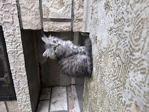 Perser-Britisch-Kurzhaar-Mix-Katze