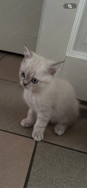 Wunderschöne reinrassige BKH Kitten Katerchen