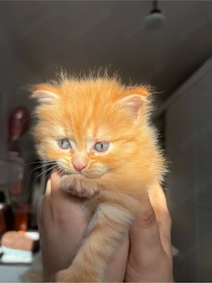     Traumhafter BKH-Mix Kater sucht liebevolles Zuhause    