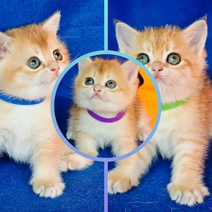 Bkh Kitten mit Stammbaum 