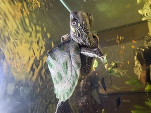 Mississippi-Höckerschildkröte (Graptemys konii) DNZ 25 
