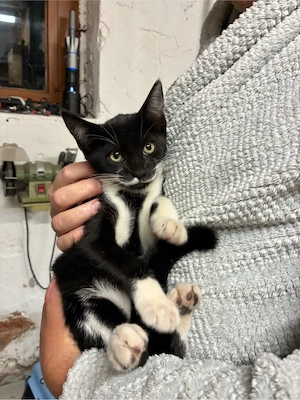 Kleinen Kater abzugeben