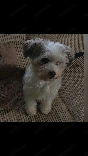 Liebevolles Zuhause für unsere Chinese Crested Powder Puff Hündin gesucht (nicht haarend)