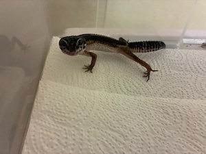1.0 Blacknight Leopardgeckos 