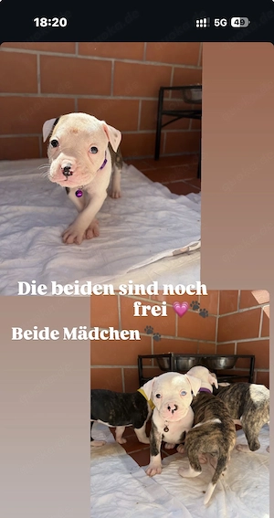American Bulldog Welpen 