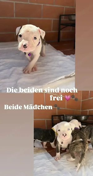 American Bulldog Welpen 