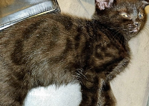 Ein süßes "schwarzes" Kitten(w) abzugeben! 