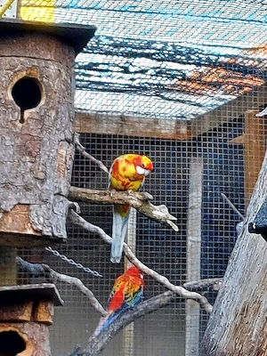 Rosellas weißflügel