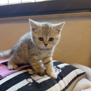 süsse Britisch Kurzhaar kitten abgabebereit