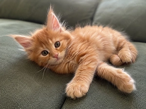 Wunderschöne Maine Coon Mix Kitten