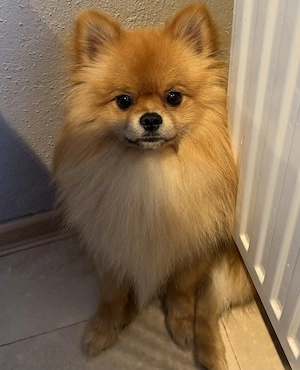  Pomeranian spitz  Rüde