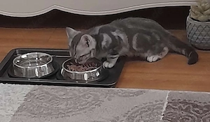 BKH kitten