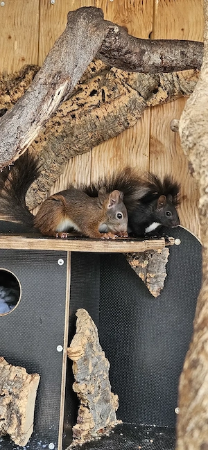 Eichhörnchen abzugeben  Bild 4
