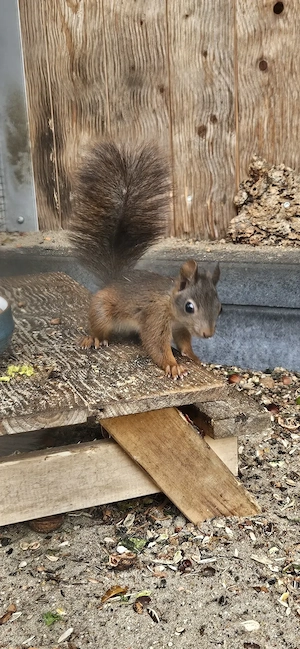 Eichhörnchen abzugeben  Bild 2