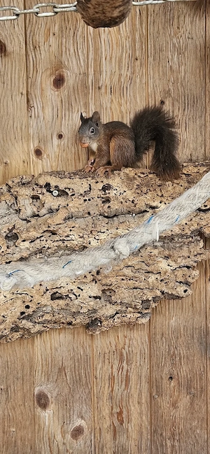 Eichhörnchen abzugeben  Bild 5