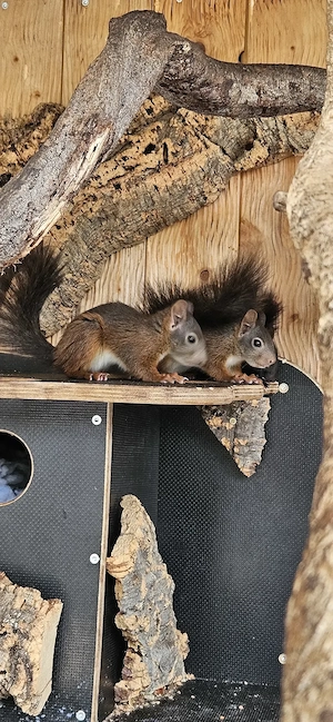 Eichhörnchen abzugeben  Bild 3