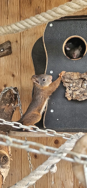 Eichhörnchen abzugeben  Bild 6
