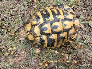 griechische Landschildkröte männlich