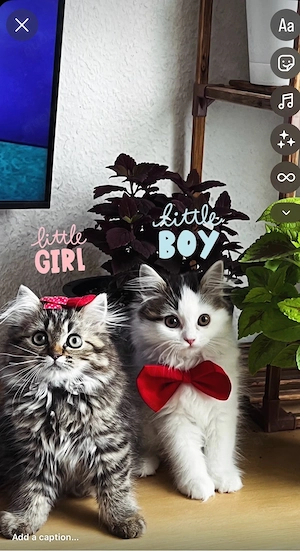 Süße Perser Babykatzen suchen Sie suchen ein liebevolles neues Zuhause 