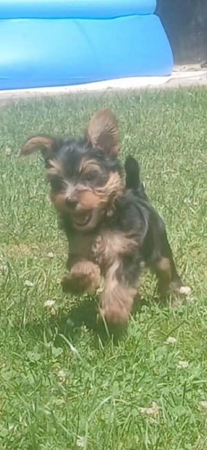 Überschrift: Süßer Yorkshire Terrier Welpe (Rüde, geb. 23.05) sucht ein neues Zuhause!