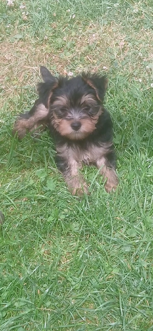 Liebevoller Yorkshire Terrier Welpe (Rüde) abzugeben
