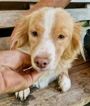 Chilika, dieses sanfte Seelchen zerbricht im Shelter...