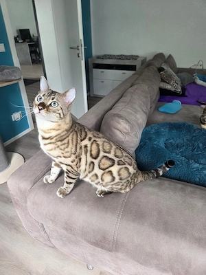 Bengal Snow Mink