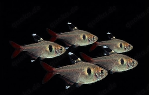 Sternflecksalmler Pristella maxillaris 