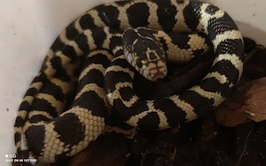 Lampropeltis species